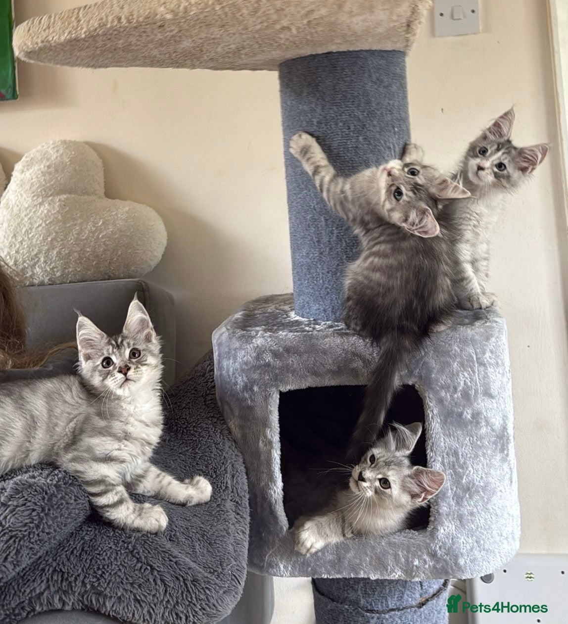 Maine Coon cats Mackerel tabby boys  - Advert 1