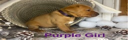 Labrador Retriever dogs for sale: Champion line KC reg dark Red Fox Yellow Labrador  - Advert 8