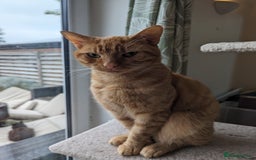 Domestic Shorthair cats for sale: Beautiful cats need rehoming  - Image 4