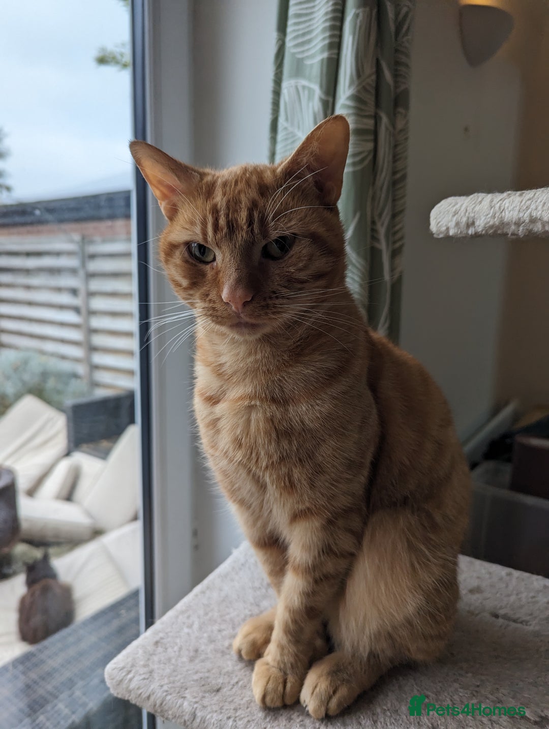Domestic Shorthair cats for sale: Beautiful cats need rehoming  - Image 4