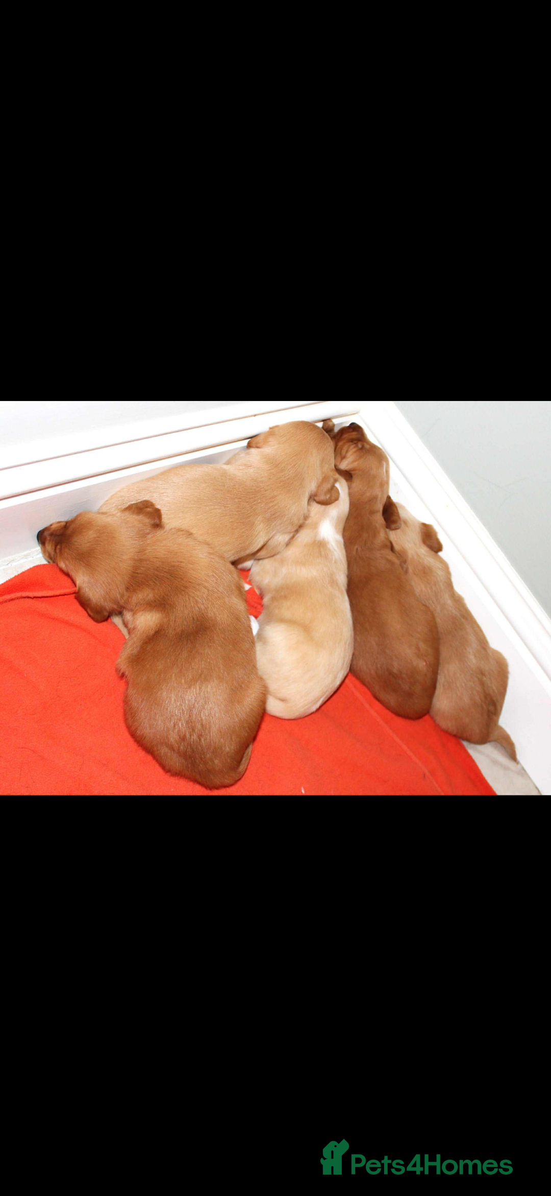 Cockerdor dogs for sale: Lovely Cockerdor puppies for sale  - Advert 23