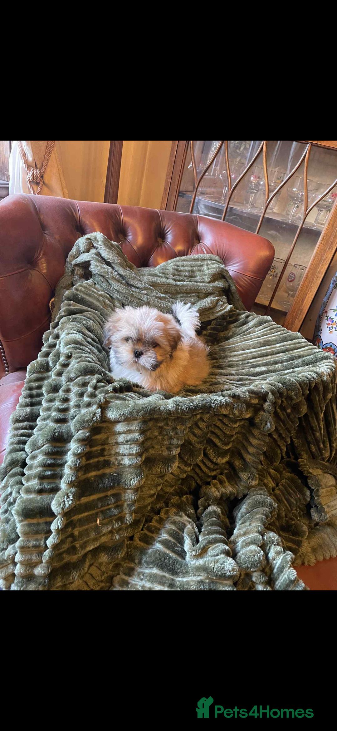 Mixed Breed dogs for sale: Shih Tzu cross Lhasa Apso puppies  - Advert 6