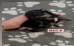 Chihuahua dogs for sale: X7 chihuahua puppies  - Image 8