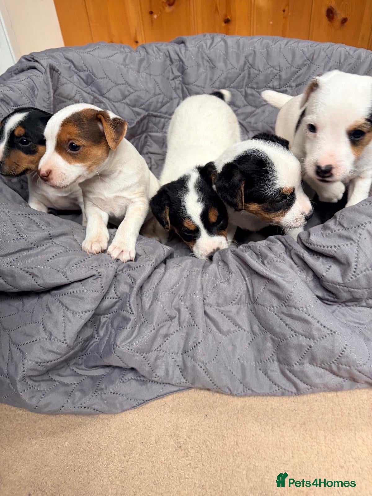 Jack Russell dogs for sale: Jack Russell  - Advert 2