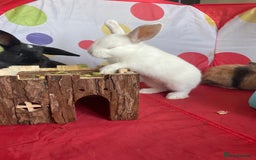 French Lop rabbits for sale: French lop mixed baby rabbits ready to go - Image 9