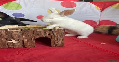 French Lop rabbits - Advert 9