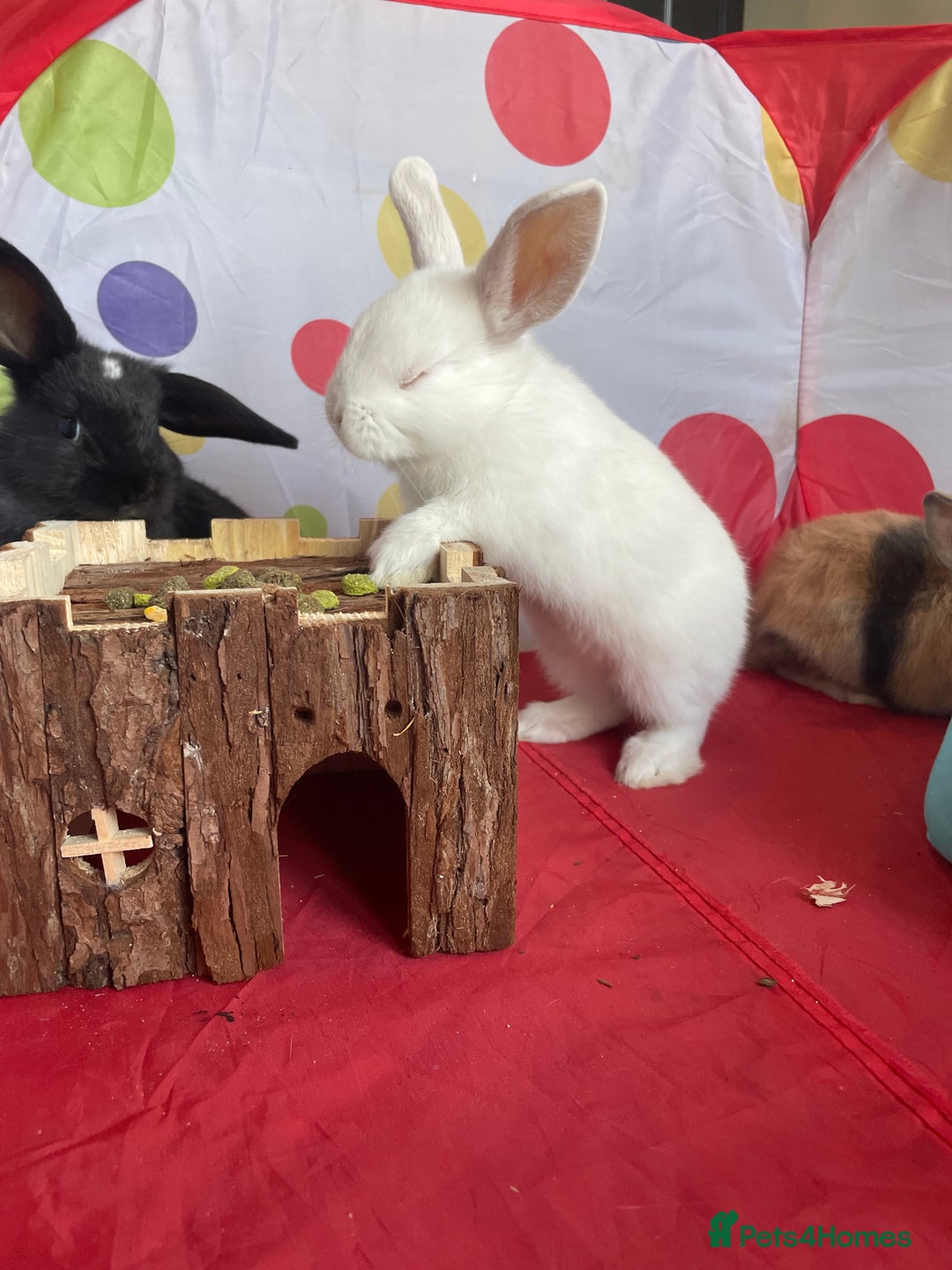 French Lop rabbits for sale: French lop mixed baby rabbits ready to go - Image 9