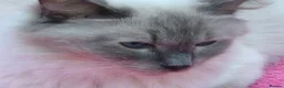 Ragdoll cats for sale: 💙 Blue Point Ragdolls 💙 - Advert 17