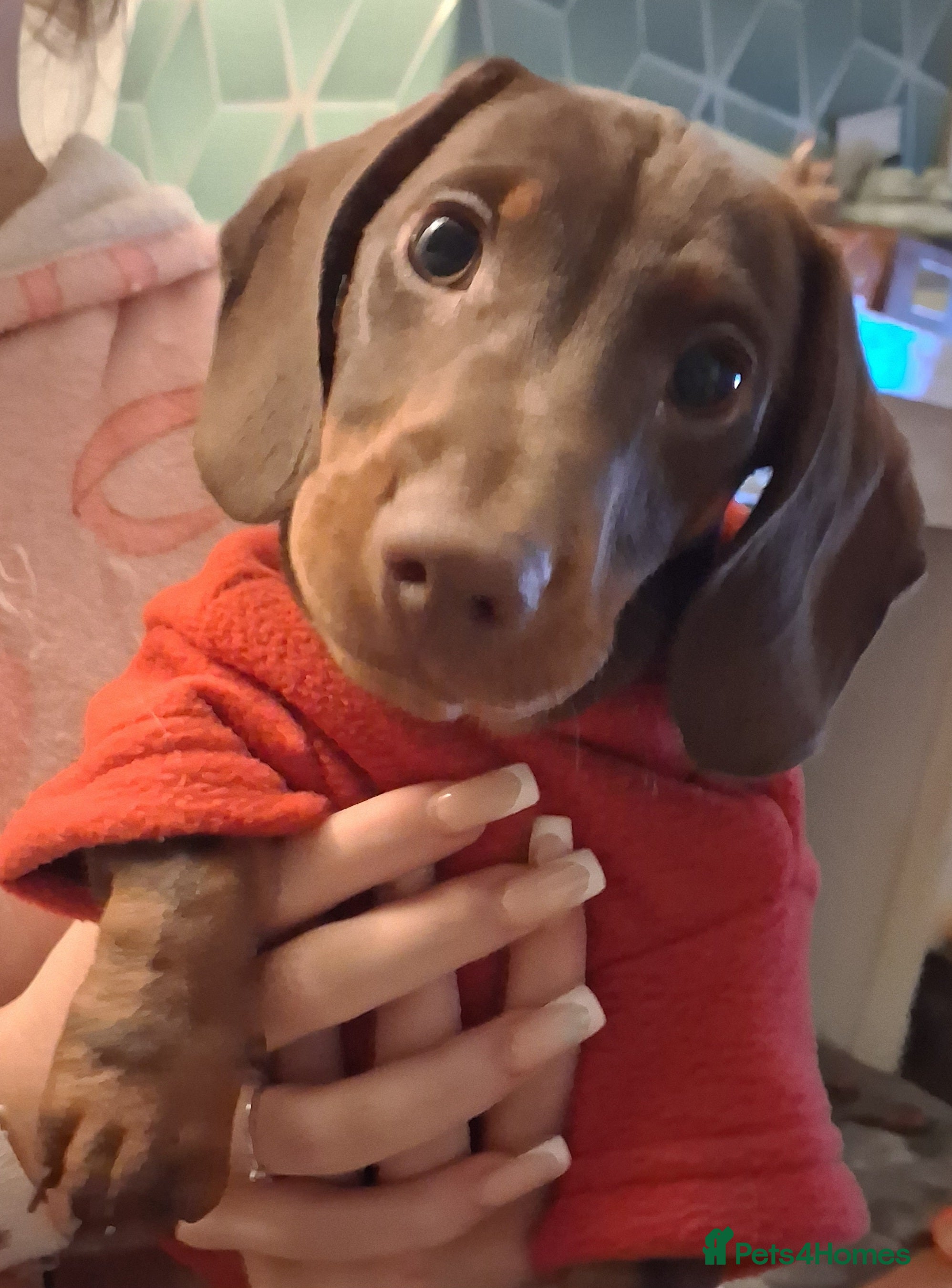 Dachshund dogs Mini dachshund for sale  - Advert 3