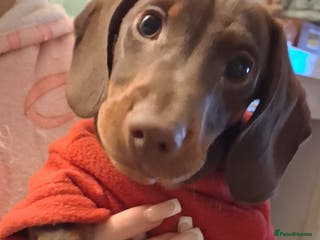 Dachshund dogs Mini dachshund for sale - Advert 3