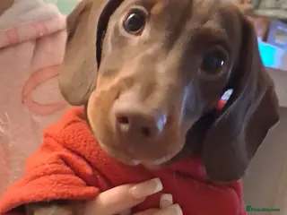 Dachshund dogs Mini dachshund for sale - Advert 9