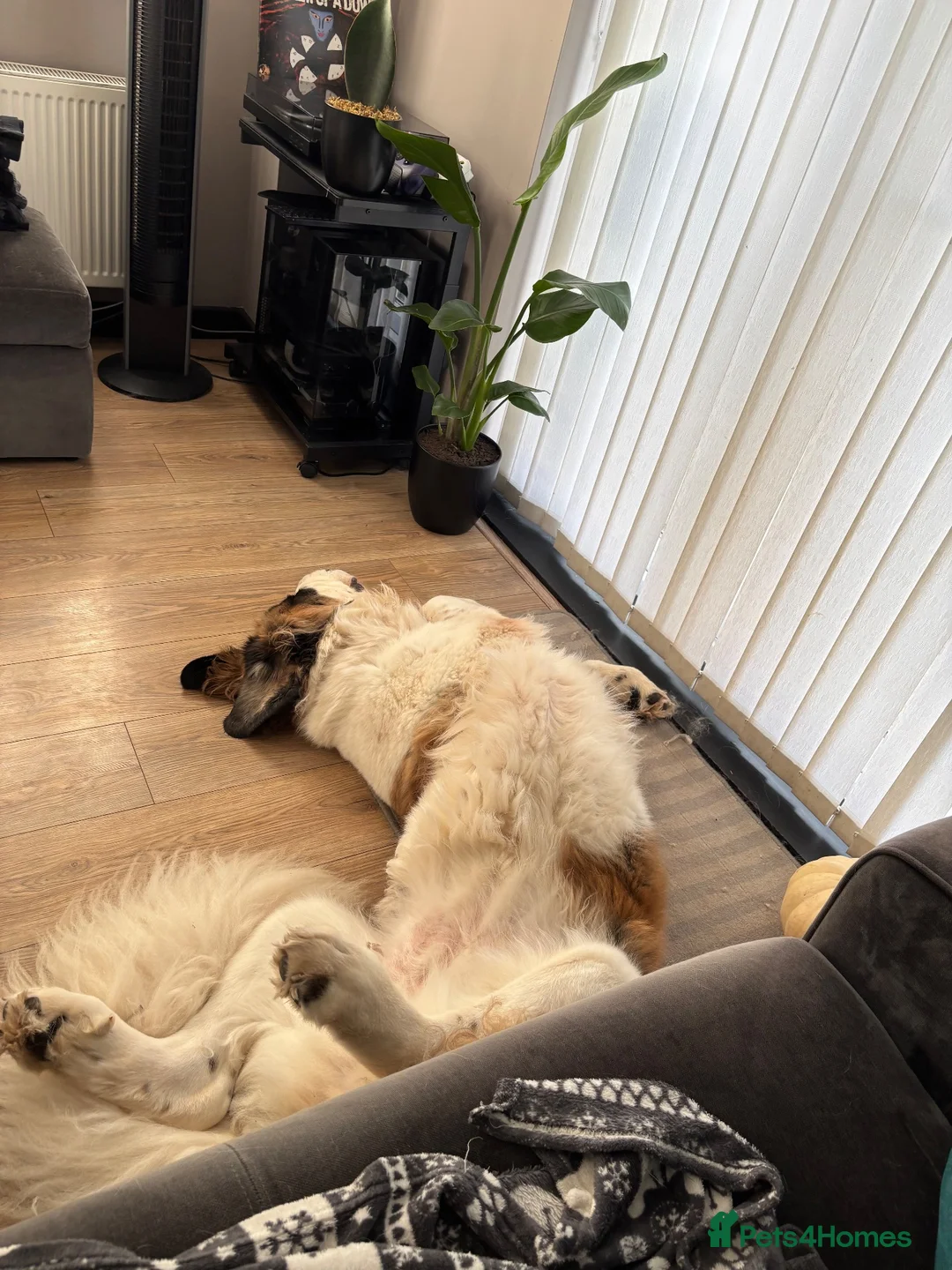 Saint Bernard dogs for sale: Saint Bernard female - 4 years old  - Advert 3