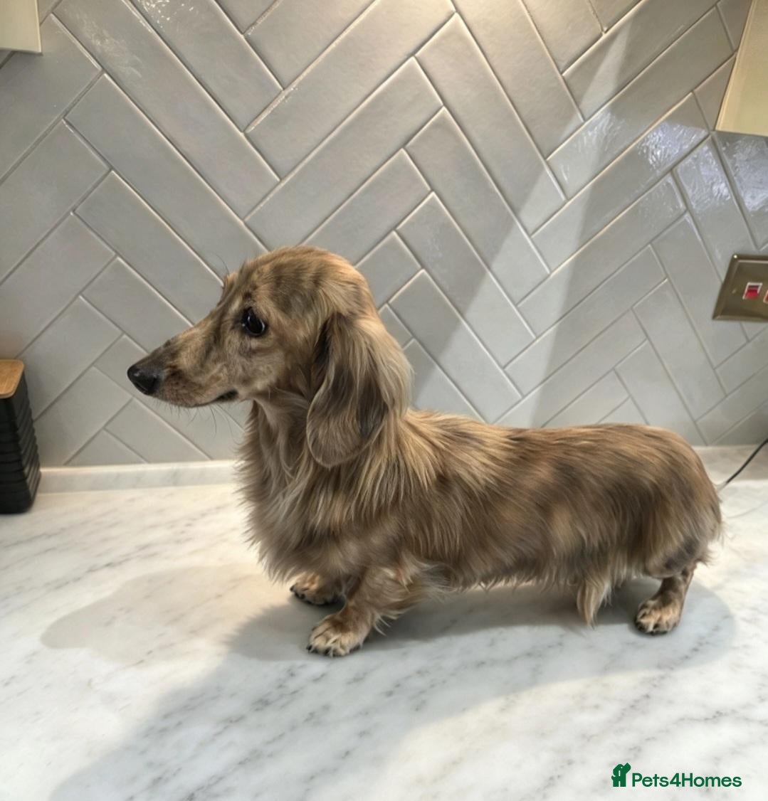 Miniature Dachshund dogs STUNNING UNIQUE CREAM BRINDLE STUD BOY - Advert 1