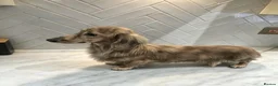 Miniature Dachshund dogs for stud: STUNNING UNIQUE CREAM BRINDLE STUD BOY - Advert 1