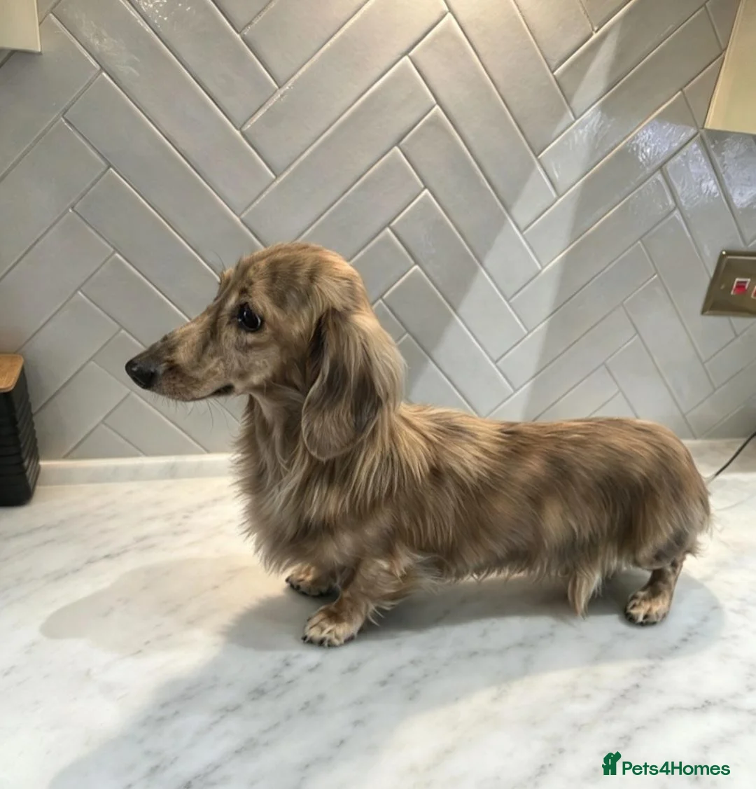 Miniature Dachshund dogs for stud: STUNNING UNIQUE CREAM BRINDLE STUD BOY - Advert 1