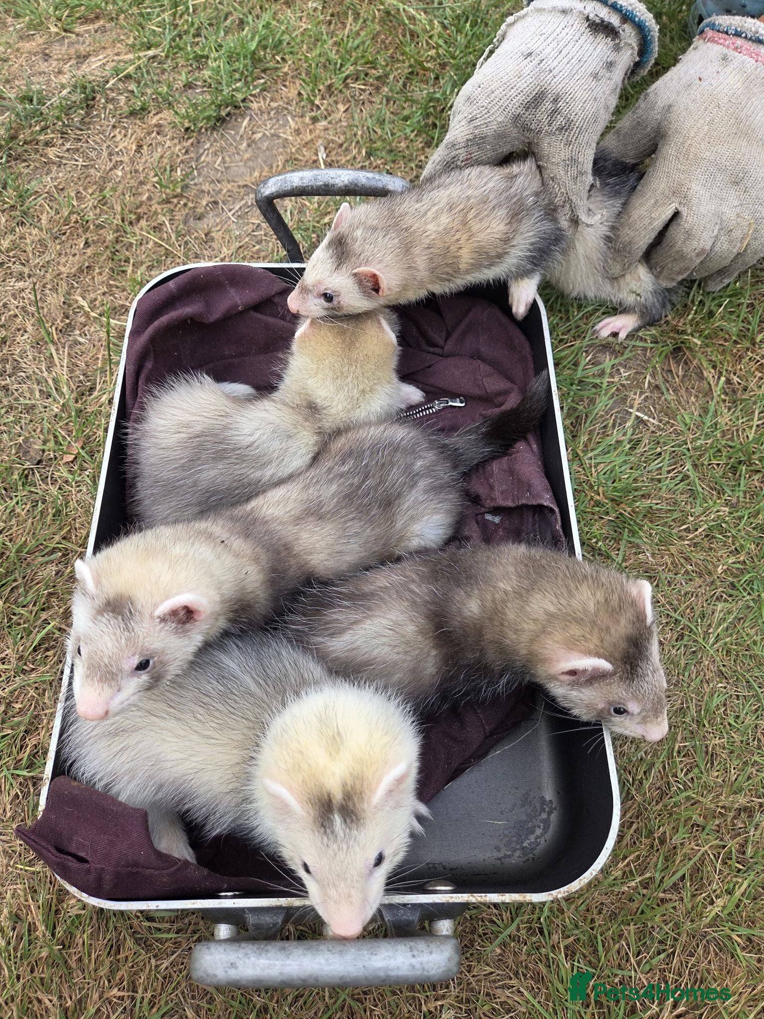 Ferret rodents Ferret for sale - Advert 3