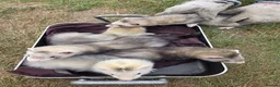 Ferret rodents for sale: Ferret for sale in Dereham - Advert 1