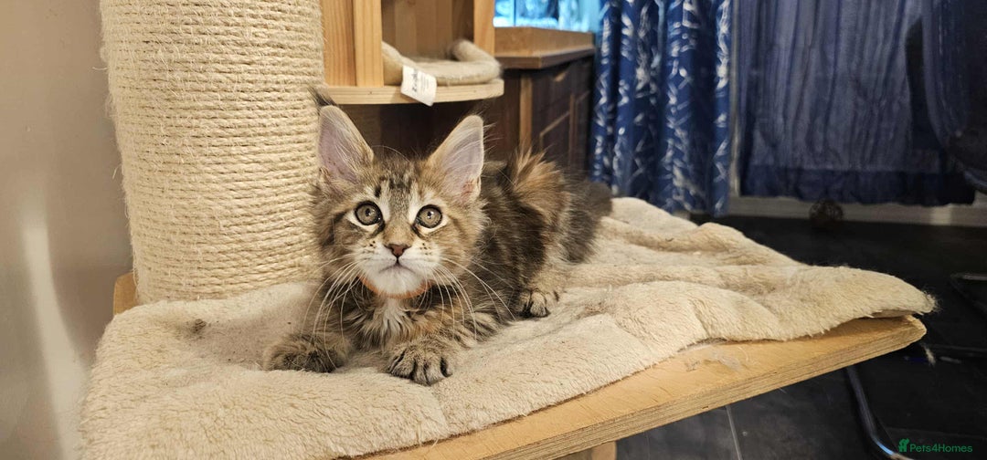 Maine Coon cats for sale: GCCF registered MC kittens  - Image 13