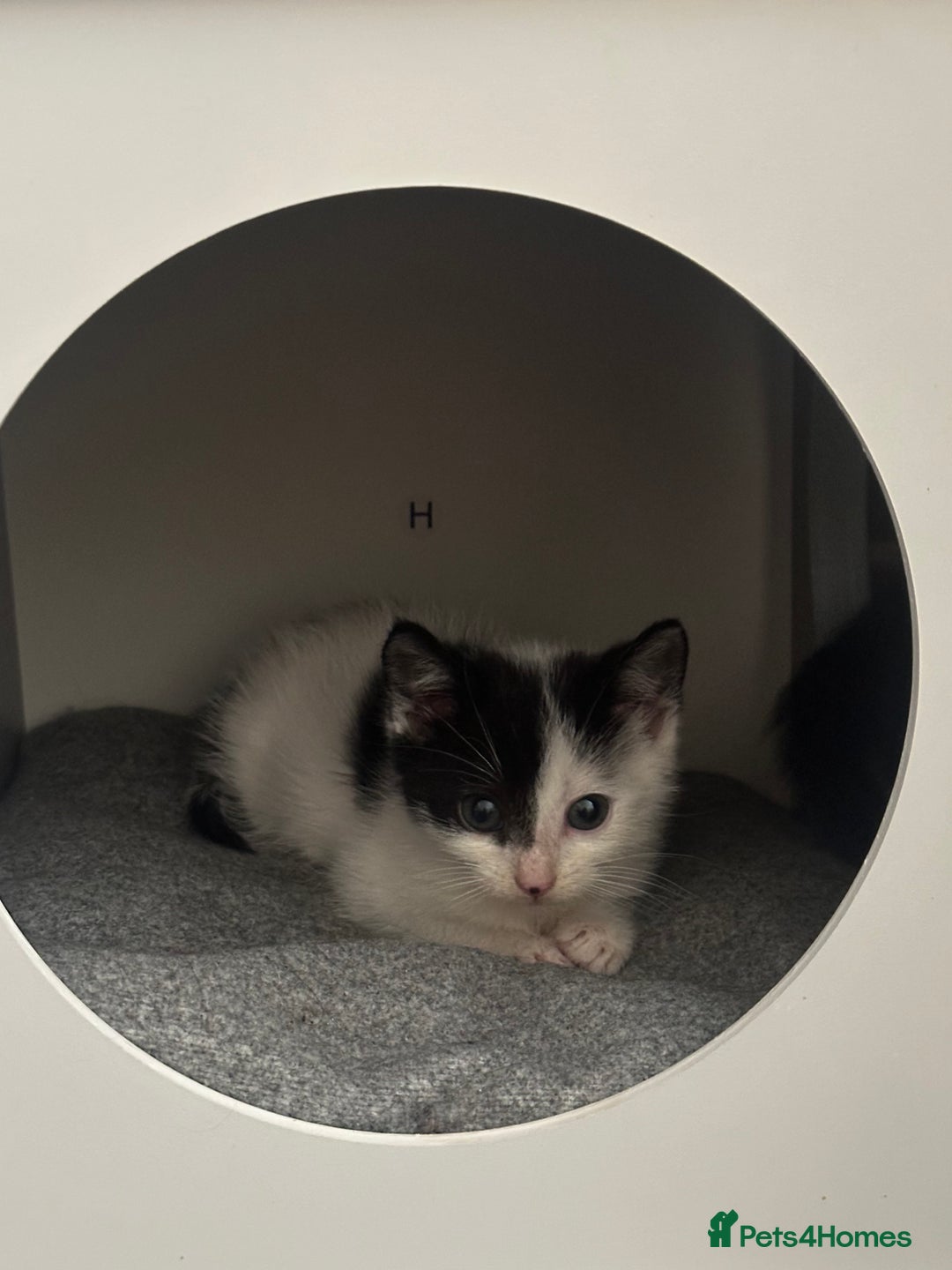 Mixed Breed cats for sale: Mixed breed kittens  - Image 4