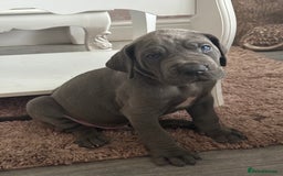 Great Dane dogs for sale: KC registered blue Great Dane puppies - Image 22