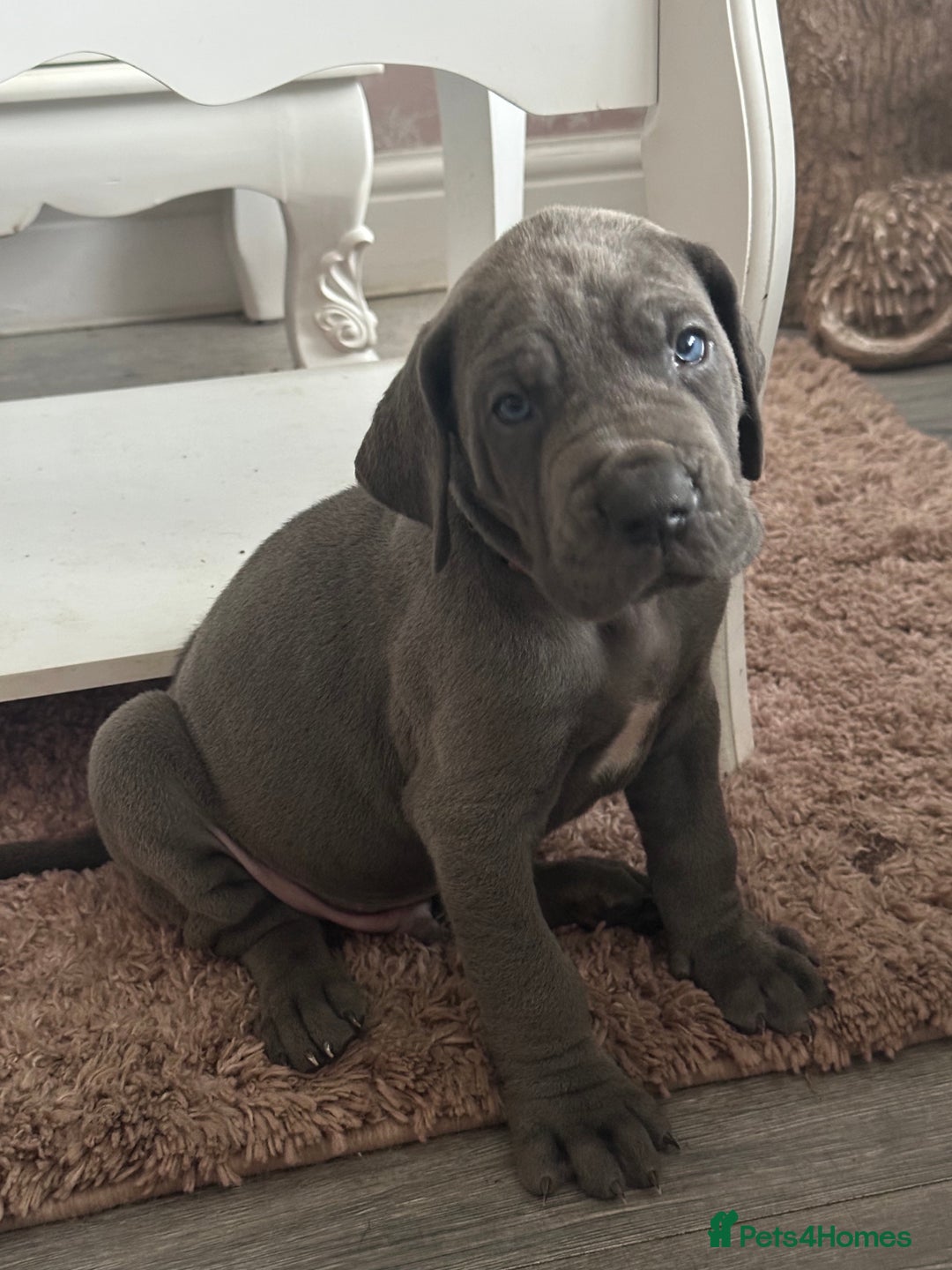 Great Dane dogs for sale: KC registered blue Great Dane puppies - Image 22