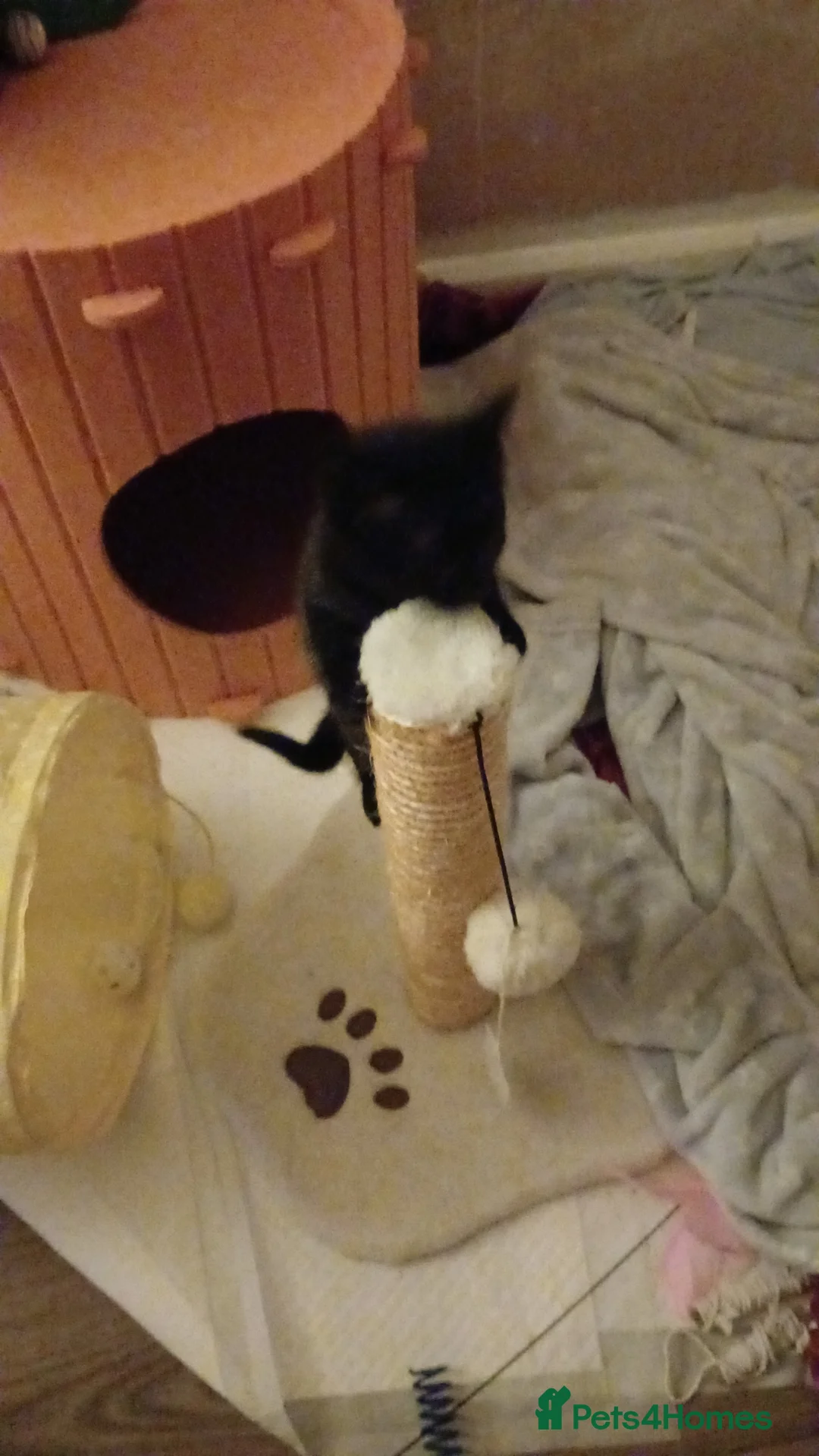 Mixed Breed cats for sale: All kittens are very playfully and very cute in Wakefield - Advert 2