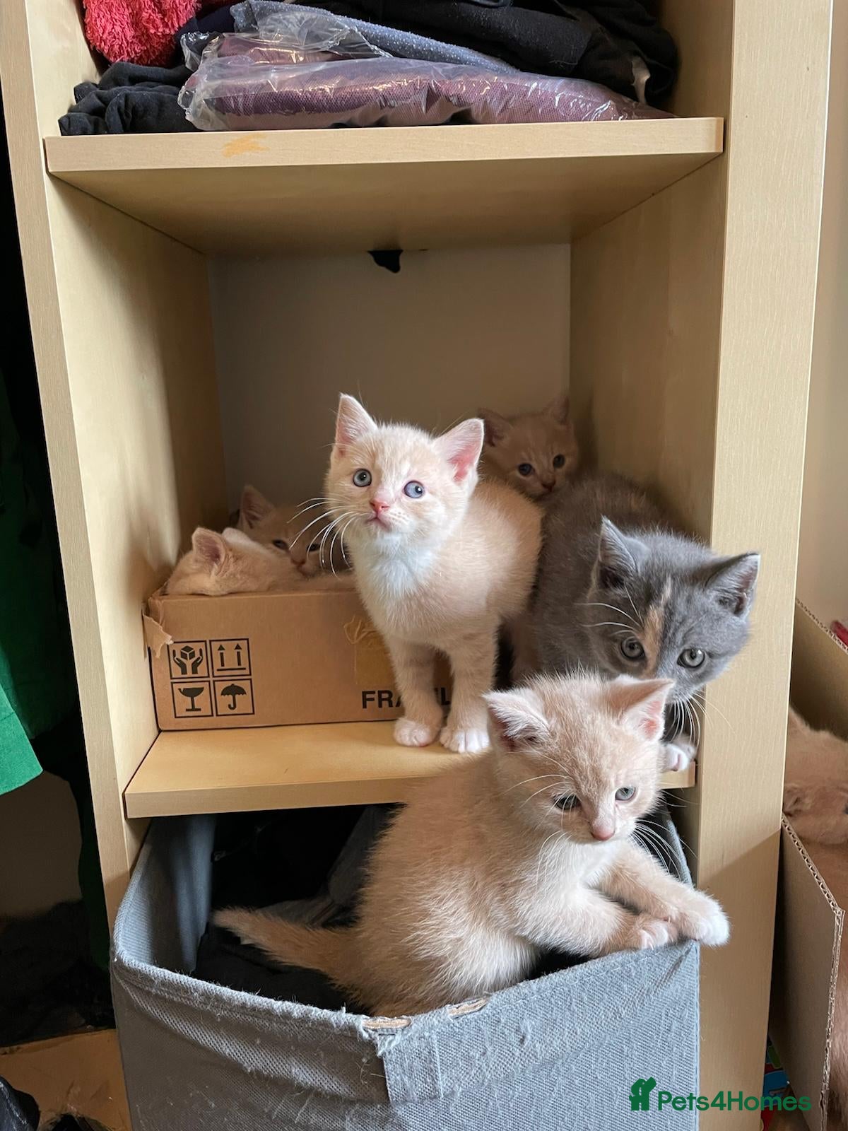 Mixed Breed cats 6 Cream brothers and one gray tortie girl for sale - Advert 3