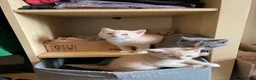 Mixed Breed cats for sale: 6 Cream brothers and one gray tortie girl for sale - Advert 1