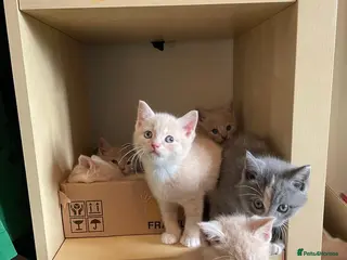 Mixed Breed cats 6 Cream brothers and one gray tortie girl for sale - Advert 2