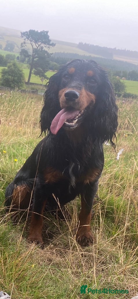 Cocker Spaniel dogs Champion Cocker Spaniel Studs in Darlington - Advert 7