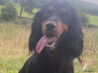 Cocker Spaniel dogs Champion Cocker Spaniel Studs in Darlington - Advert 21