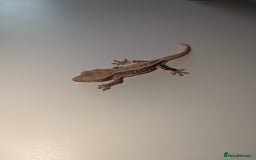 Gecko reptiles for sale: Lilly White Crested Gecko Hatchlings - Image 4