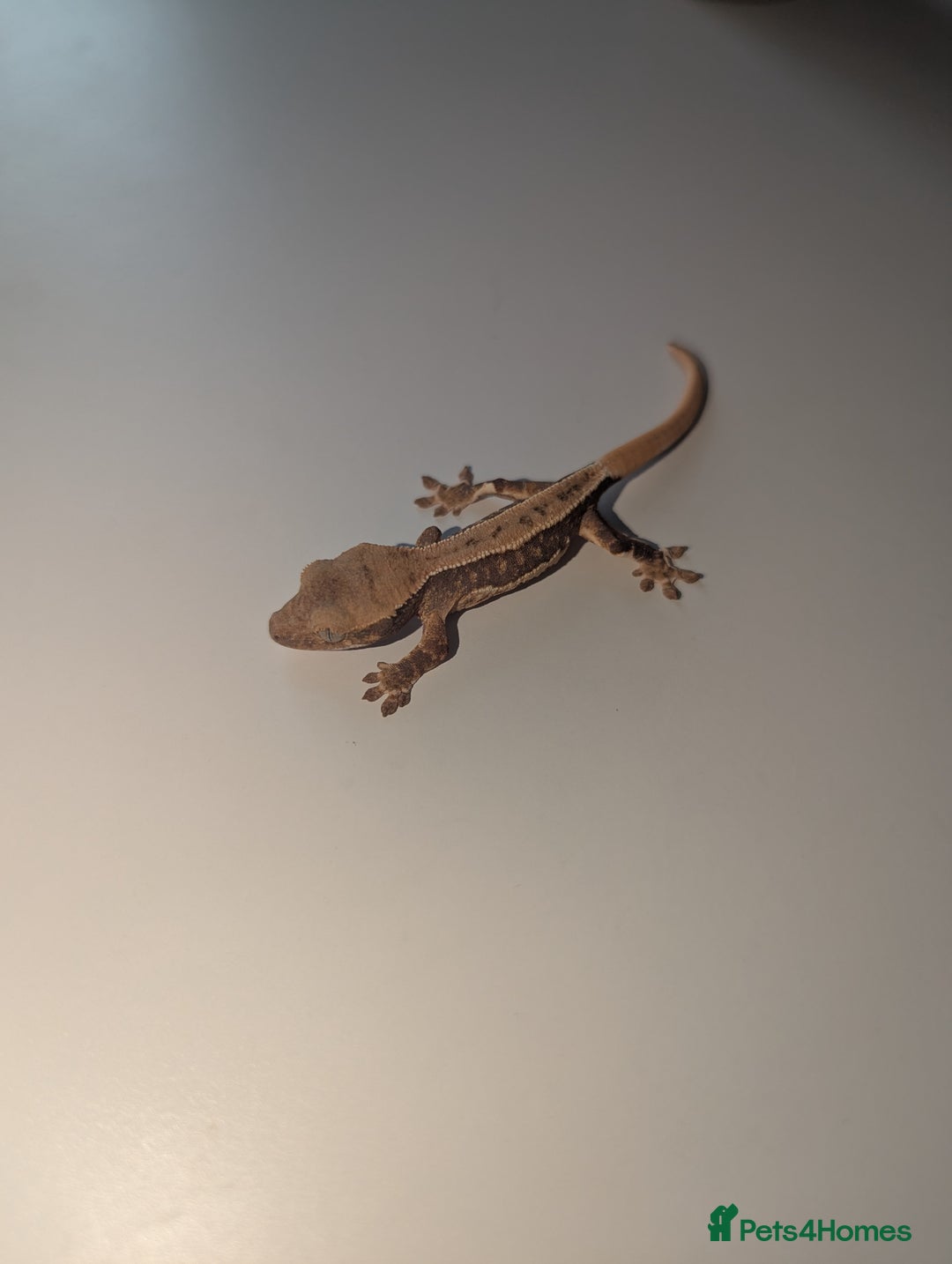 Gecko reptiles for sale: Lilly White Crested Gecko Hatchlings - Image 4