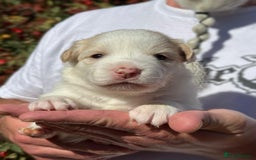 Border Collie dogs for sale: Champion line puppies  - Image 5