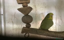 Cockatiels birds for sale: 2025  Cockatiels and Budgies - Image 8