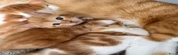Mixed Breed cats for sale: Gorgeous ginger kittens  - Advert 9