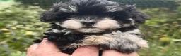 Maltipoo dogs for sale: Maltipoo Puppies  - Advert 32
