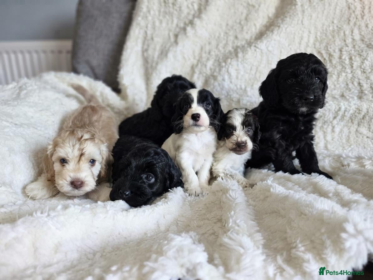 Cockapoo dogs F1 Cockapoos DNA Health Tested - Advert 1