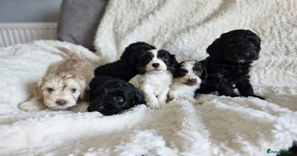 Black mini Cockapoo Puppies for sale | Pets4Homes