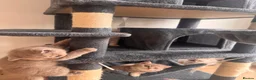British Shorthair cats for sale: Adorable pure British shorthair kittens  - Advert 19