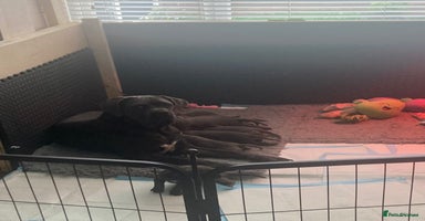 Cane Corso dogs cane corso puppies  - Advert 15