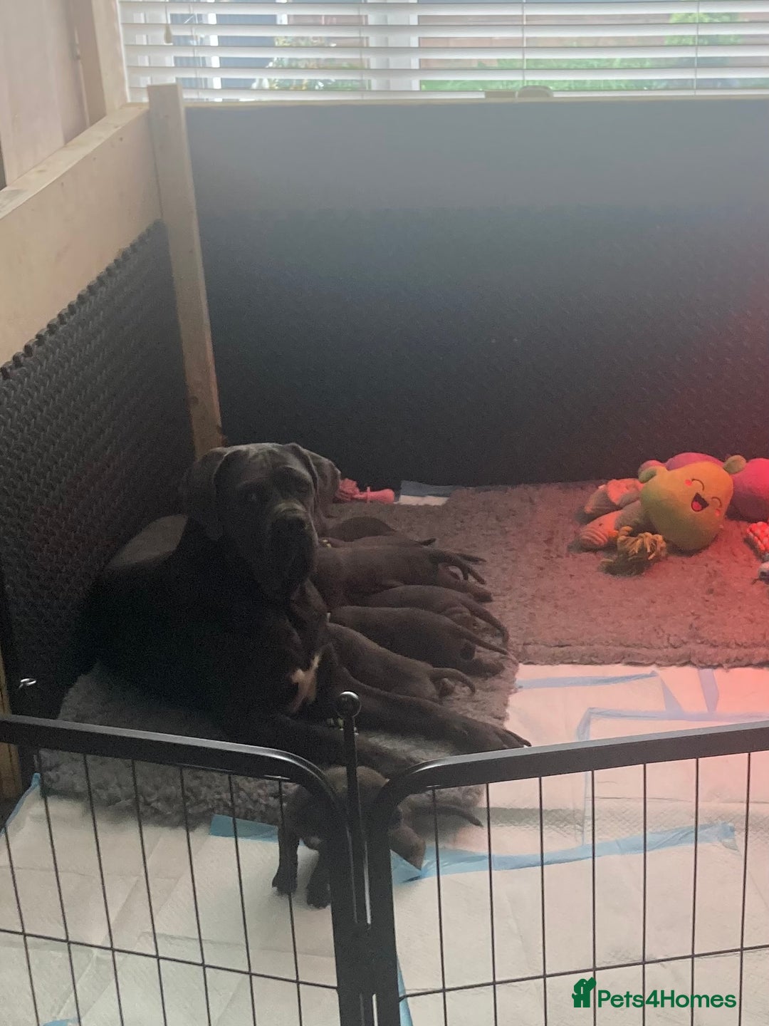 Cane Corso dogs for sale: cane corso puppies  - Image 1