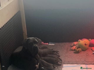 Cane Corso dogs for sale - Advert 1