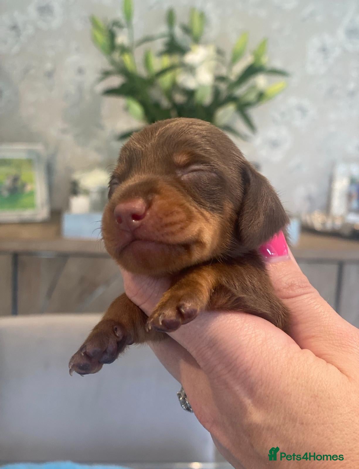 Miniature Dachshund dogs for sale: Stunning Litter - K.C Registered - Advert 1