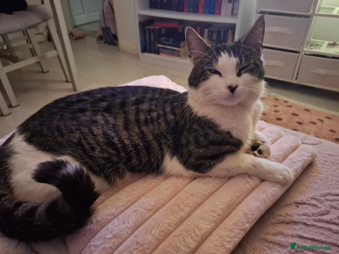 Domestic Shorthair cats for sale: Male cat - Advert 1