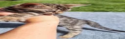 Bengal cats for sale: Beautiful TICA registered Bengal Kittens - Advert 22