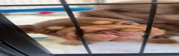 French Bulldog dogs for sale:  MASSIVELY REDUCED AGAIN!!READY TO LEAVE-frenchies - Advert 25