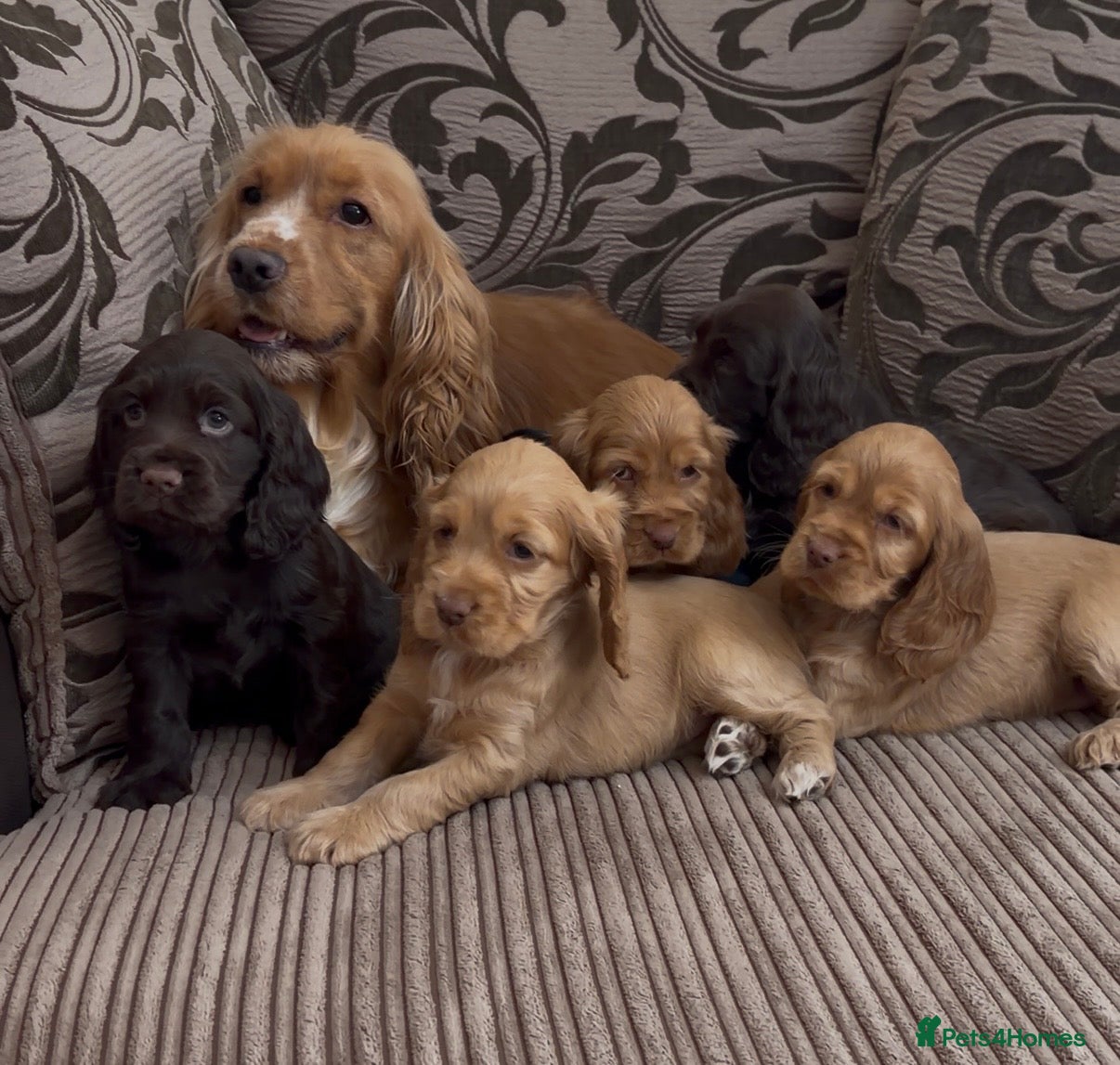 Cocker Spaniel dogs for sale: 🌟Gorgeous 100% show type cocker spaniel puppies⭐  - Advert 1