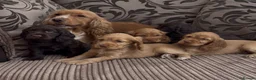 Cocker Spaniel dogs for sale: 🌟Gorgeous 100% show type cocker spaniel puppies⭐  - Advert 1