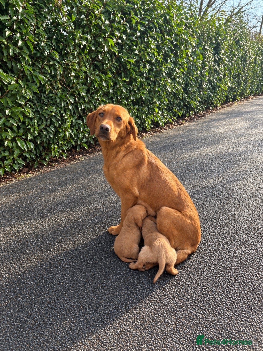 Cockerdor dogs DNA health tested golden Cockerdor pups - Advert 1